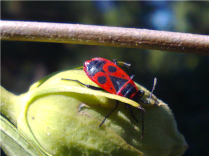 Pyrrhocoris apterus